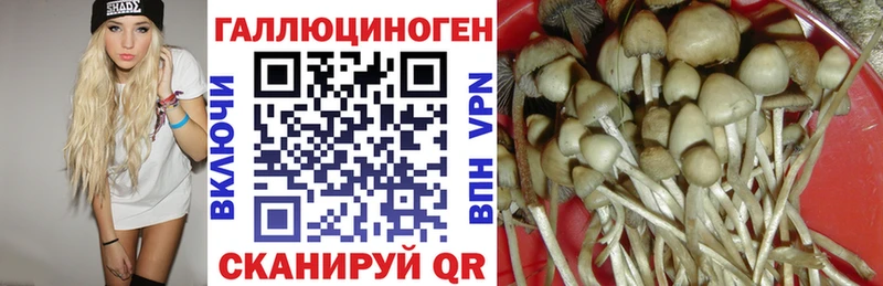 где найти наркотики Гвардейск гидра вход Псилоцибиновые грибы Psilocybine cubensis